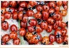 Nakliye Ugurböcegi 05326600508-02163138879 – istanbul